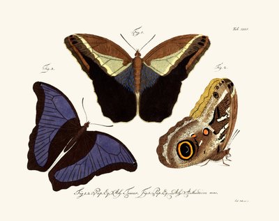 Sommerfugle, 1783-1806 af German School
