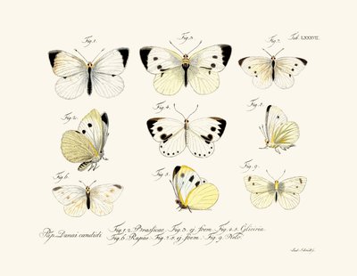 Sommerfugle, 1783-1806 af German School
