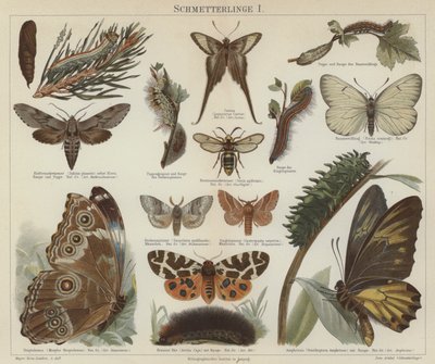Sommerfugle og møl (farve litho) af German School
