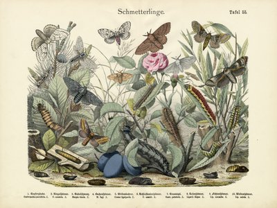 Sommerfugle, ca. 1860 af German School