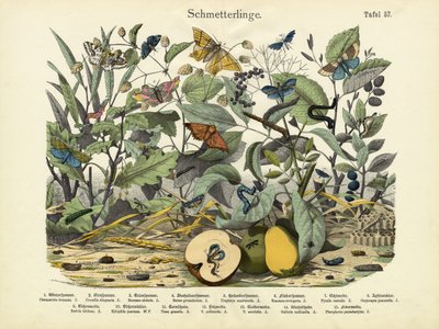 Sommerfugle, ca. 1860 af German School