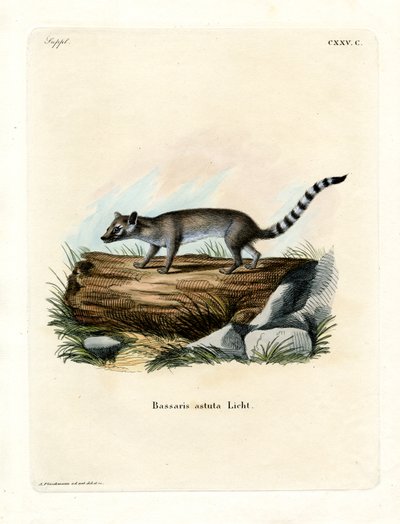 Cacomistle (farvet gravering) af German School