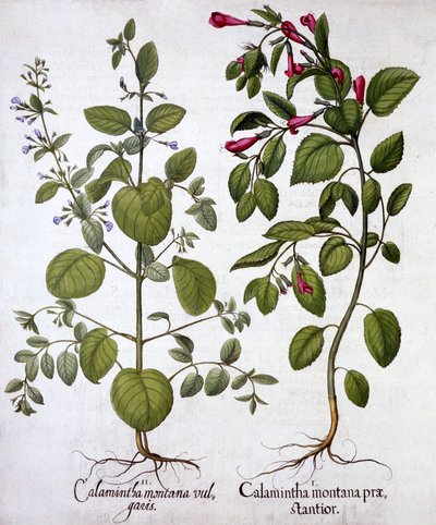 Calamints, fra Hortus Eystettensis, af Basil Besler (1561-1629), pub. 1613 (håndkoloreret gravering) af German School