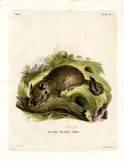 California Ground Squirrel (farvet gravering) af German School