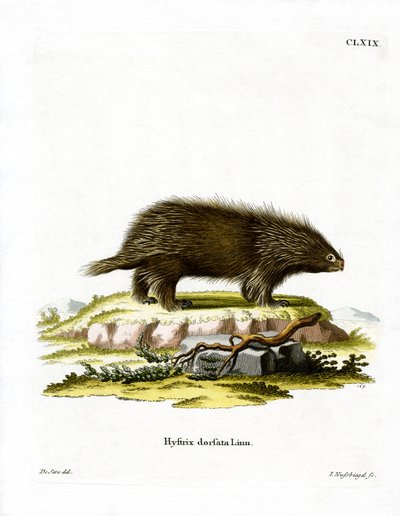Canadisk Porcupine (farvet gravering) af German School