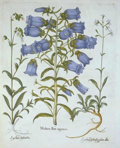 Canterbury Bells, White Bladder Campion, Nottingham Catchfly, fra Hortus Eystettensis, af Basil Besler (1561-1629), pub. 1613 (håndkoloreret gravering) af German School
