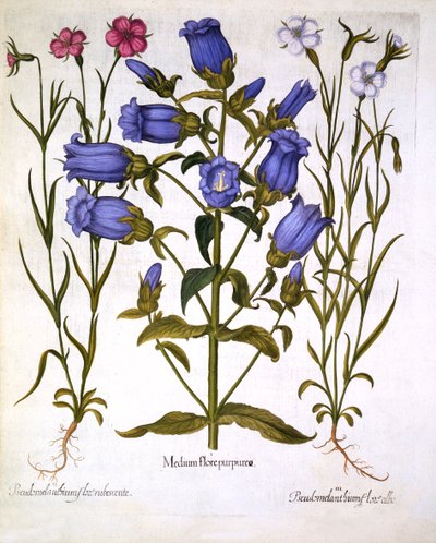 Canterbury Bells, and Corn Cockles, fra Hortus Eystettensis, af Basil Besler (1561-1629), pub. 1613 (håndfarvet gravering) af German School