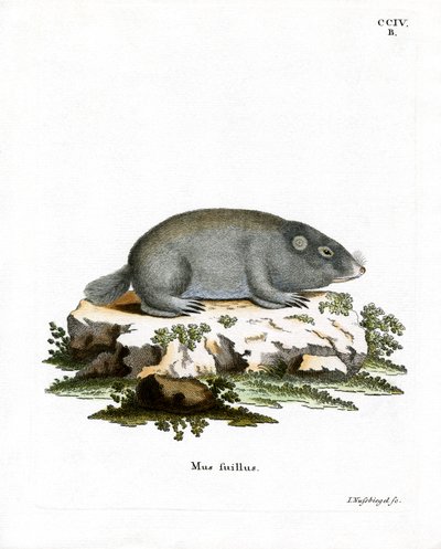 Cape Dune Mole Rat (farvet gravering) af German School