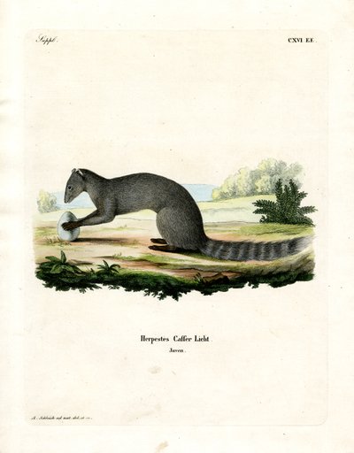 Cape Grey Mongoose (farvet gravering) af German School