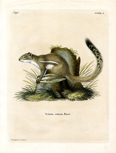 Cape Ground Squirrel (farvet gravering) af German School