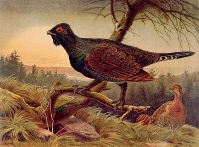 Capercaillie, tallerken fra Brehms Tierleben: Allgemeine Kunde des Tierreichs, bind 5, s.474, udgivet af Bibliographisches Institut, 1892 af German School