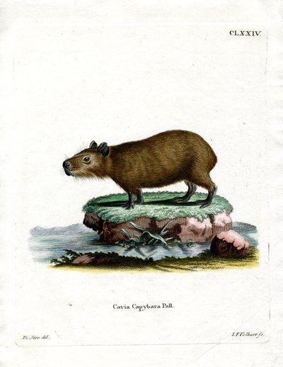 Capybara (farvet gravering) af German School