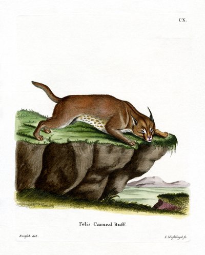 Caracal (farvet gravering) af German School