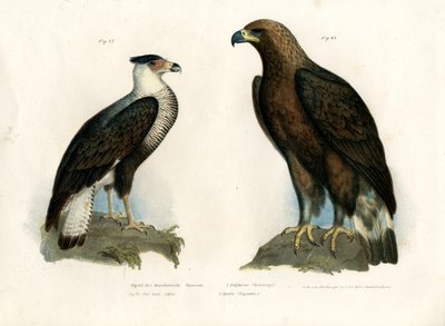 Caracara, 1864 af German School