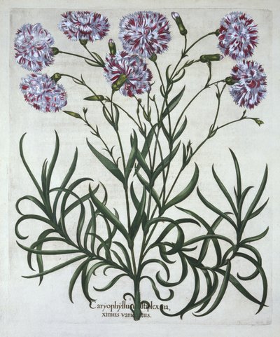 Nellik, fra Hortus Eystettensis, af Basil Besler (1561-1629), pub. 1613 (håndkoloreret gravering) af German School