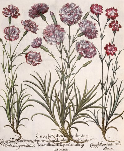 Nelliker: 1.Caryophyllus major-blomst; 2. Caryophyllus mindre end fuldblomst, rødlig-spidset; 3.Caryophyllus miniatus medis albescens, fra Hortus Eystettensis af Basil Besler (1561-1629), pub. af German School