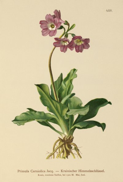 Carniolan Primrose (Primula Carniolica) af German School
