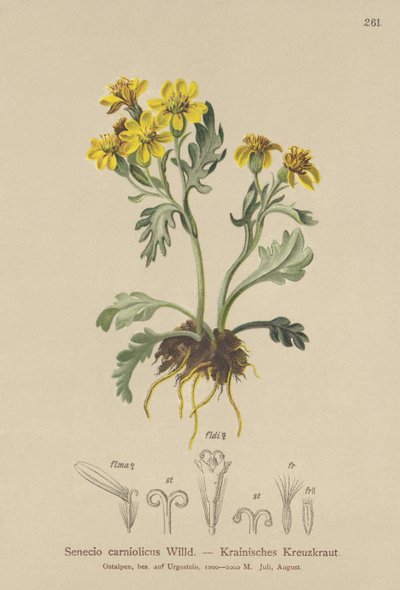 Karniolsk Ragwort (Senecio carniolicus, Senecio incanus subsp. carniolicus) af German School