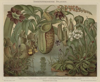 Kødædende planter af German School