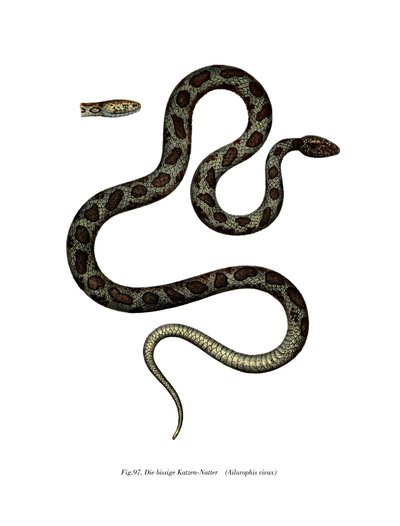 Cat Snake (farve litho) af German School