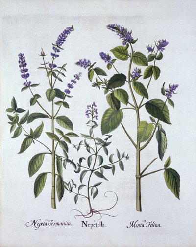 Catmintand Catnip, fra Hortus Eystettensis, af Basil Besler (1561-1629), pub. 1613 (håndkoloreret gravering) af German School