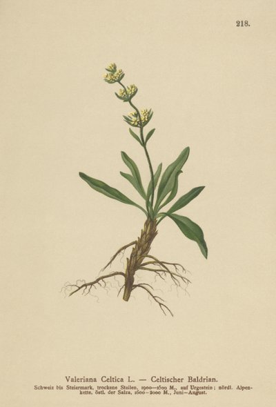 Celtic Spikenard (Valeriana Celica) af German School