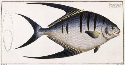 Chaetodon Glaucus, 1785-1788 af German School