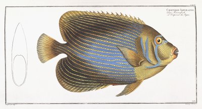 Chaetodon Imperator af German School