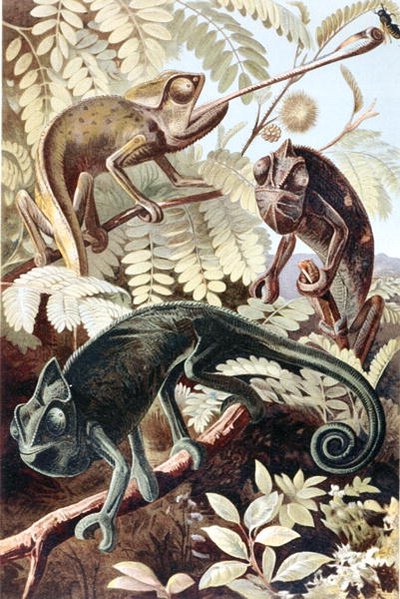 Kamæleon, plade fra "Brehms Tierleben: Allgemeine Kunde des Tierreichs", bd.7, s.171, udgivet af Bibliographisches Institut af German School