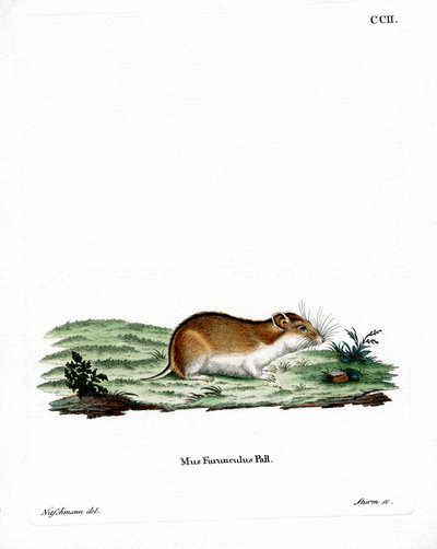 Kinesisk stribet hamster (farvet indgravering) af German School