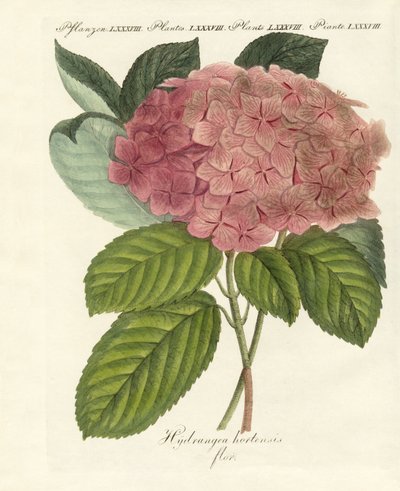 kinesiske blomster af German School