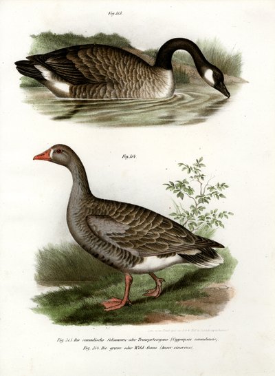 Kinesisk gås, 1864 af German School