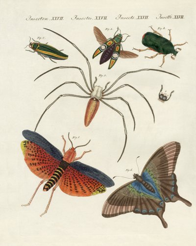 kinesiske insekter af German School