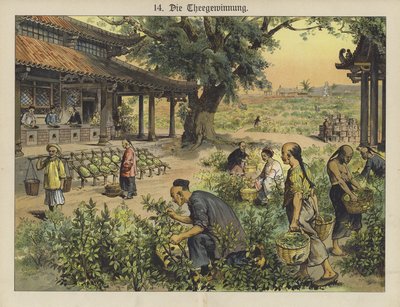 Kinesisk teplantage (farve litho) af German School