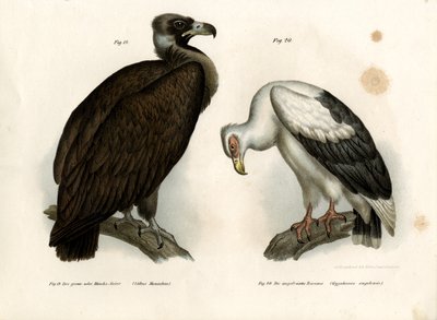 Cinereous Vulture, 1864 af German School