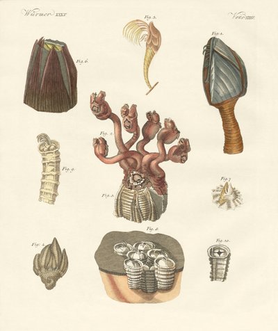 Cirrhipodas, børsteorme eller brachiopoder (farvet indgravering) af German School