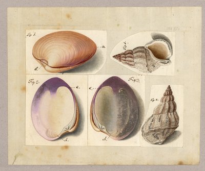 Musling og søsnegl: Venus Mercenaria Linnaei, Buccino glacioli Linnaei, 1785 (wc på papir) af German School