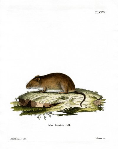 Cliff Mouse (farvet gravering) af German School
