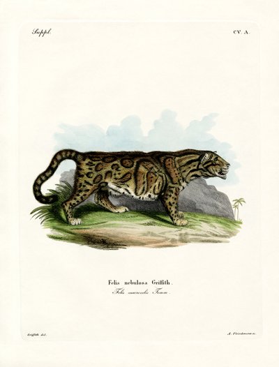 Clouded Leopard (farvet gravering) af German School