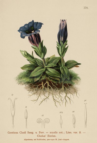 Clusius-ensian (Gentiana Clusii, Gentiana acaulis) af German School