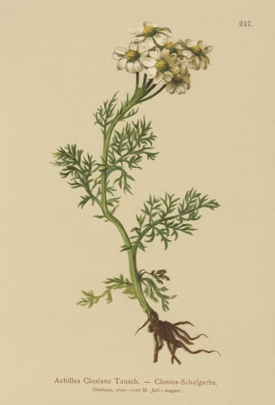 Clusius Gøgeurt (Achillea clusiana, Achillea atrata ssp. clusiana) af German School