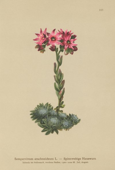 Spindelvævs-husløg (Sempervivum arachnoideum, Sedum arachnoideum, Sempervivum sanguineum) af German School