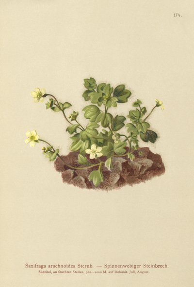 Saxifraga spindelvæv (Saxifraga arachnoidea) af German School