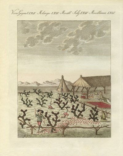 Indsamling af cochenilles (farvet gravering) af German School