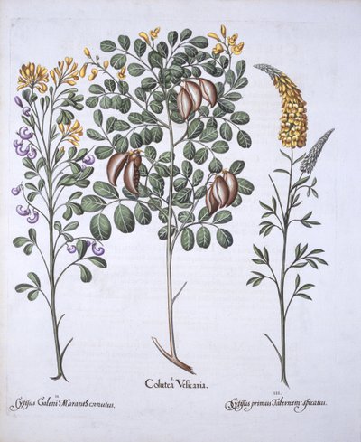 Colutea Tree and Cytisus Varieties, fra Hortus Eystettensis, af Basil Besler (1561-1629), pub. 1613 (håndfarvet gravering) af German School