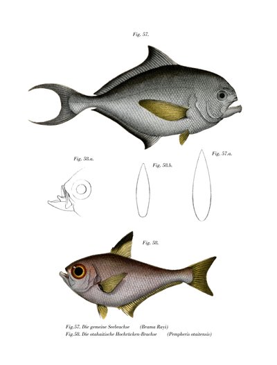 Brasen (farve litho) af German School