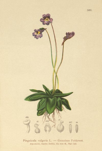Almindelig smørhat (Pinguicula vulgaris) af German School