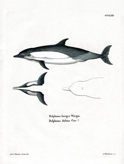 Almindelig delfin (farvet indgravering) af German School