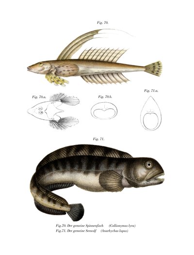 Almindelig Dragonet (farve litho) af German School