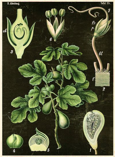 Fælles Fig af German School